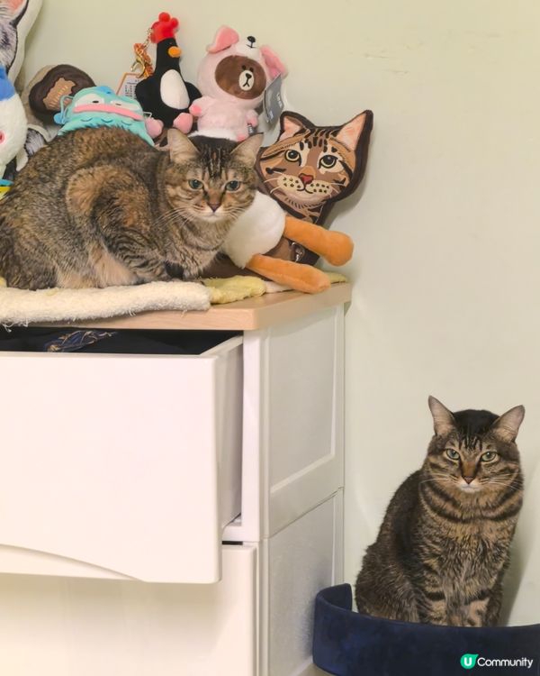 試用 AQUA PRO+TECH PETCARE腳掌潔護SP...