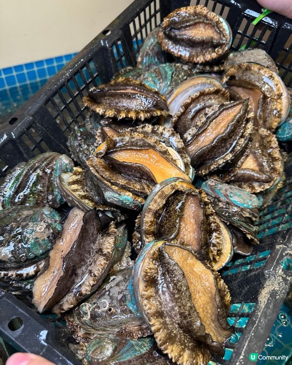 深圳巨鮑放題！238蚊人仔任食！😱🤤