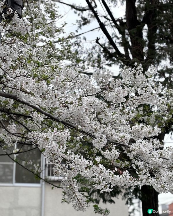 春天去日本梗係要睇櫻花🌸✨
