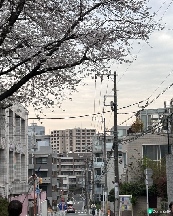 春天去日本梗係要睇櫻花🌸✨