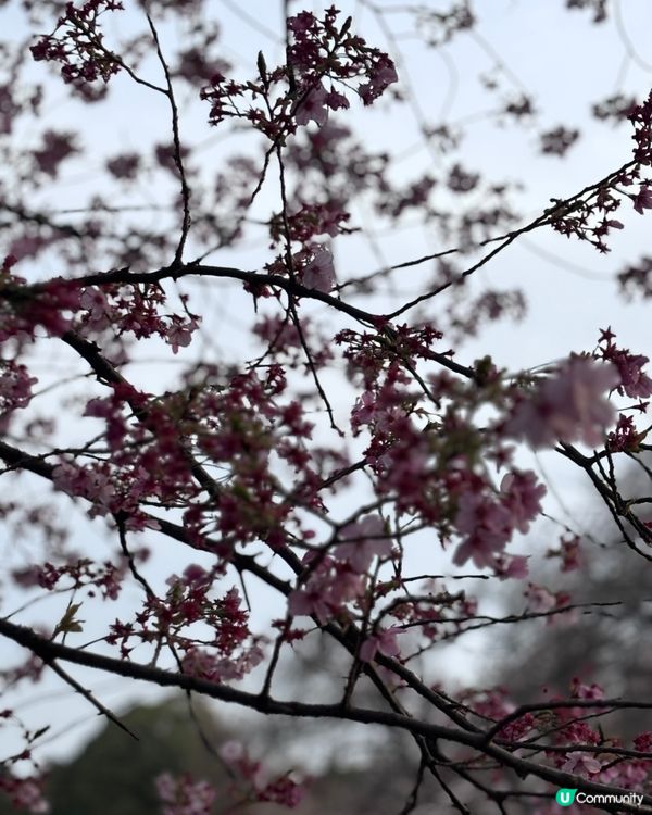 春天去日本梗係要睇櫻花🌸✨