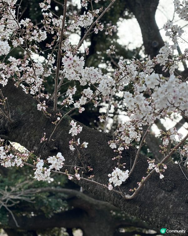 春天去日本梗係要睇櫻花🌸✨