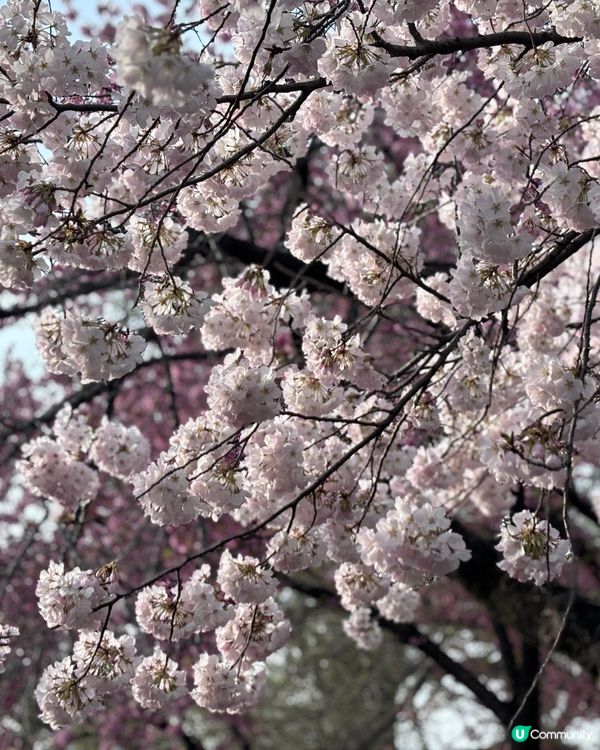 春天去日本梗係要睇櫻花🌸✨