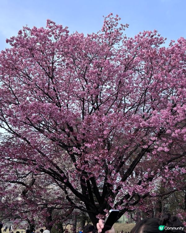 春天去日本梗係要睇櫻花🌸✨