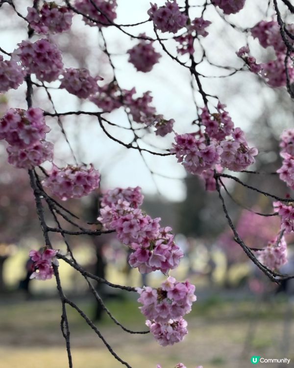 春天去日本梗係要睇櫻花🌸✨