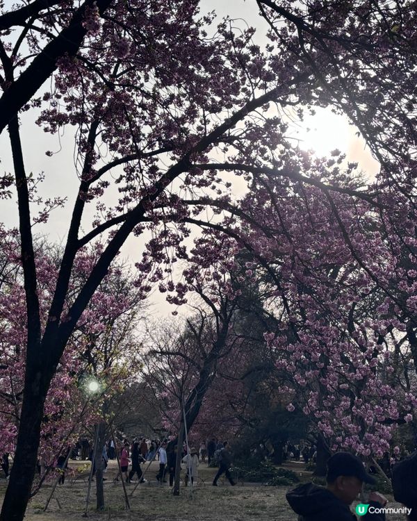 春天去日本梗係要睇櫻花🌸✨