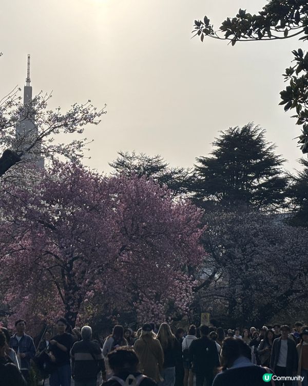 春天去日本梗係要睇櫻花🌸✨