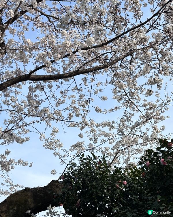春天去日本梗係要睇櫻花🌸✨