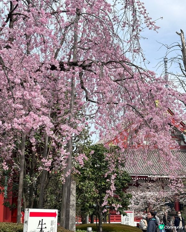 春天去日本梗係要睇櫻花🌸✨
