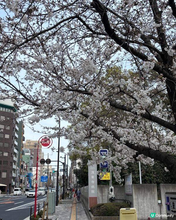 春天去日本梗係要睇櫻花🌸✨