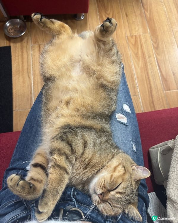 可愛又乖嘅🐱🐱