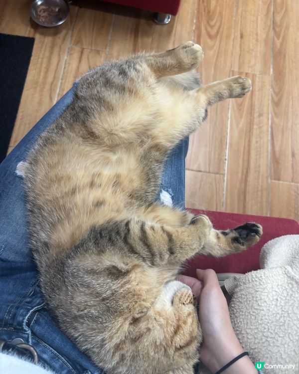可愛又乖嘅🐱🐱