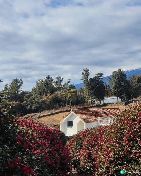 山茶花森林，位於濟州島的西歸浦市，園中周圍都有適合拍照的景點...
