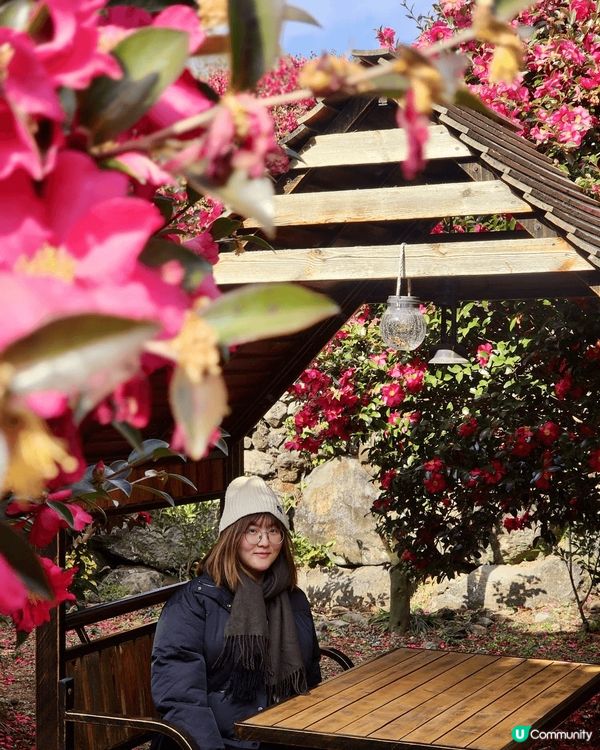 山茶花森林，位於濟州島的西歸浦市，園中周圍都有適合拍照的景點...