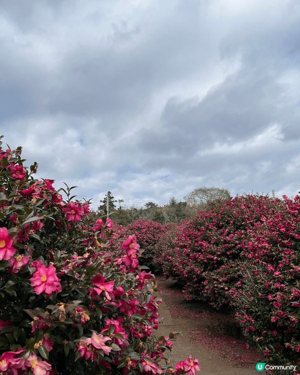 山茶花森林，位於濟州島的西歸浦市，園中周圍都有適合拍照的景點...