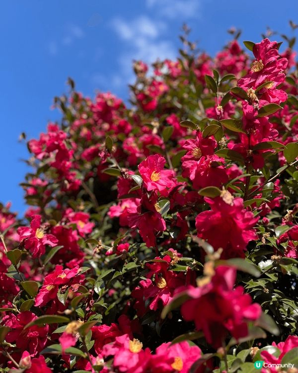 山茶花森林，位於濟州島的西歸浦市，園中周圍都有適合拍照的景點...
