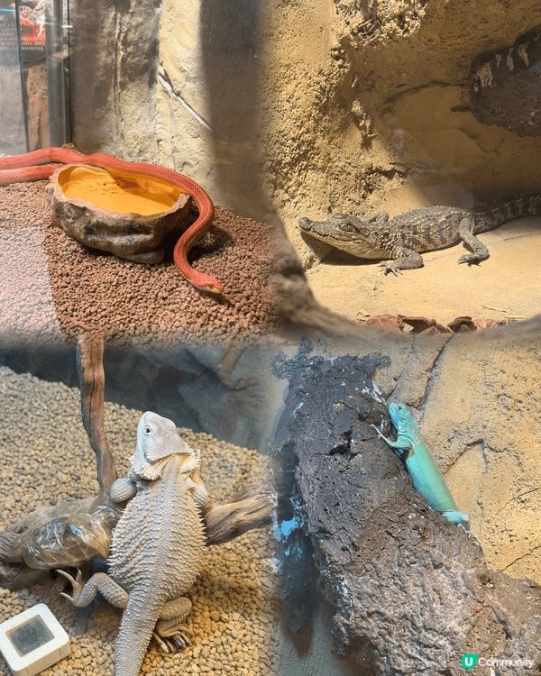 深圳打卡點，商場餐廳啡啡店，美妝、電子產品、親子玩樂好齊全