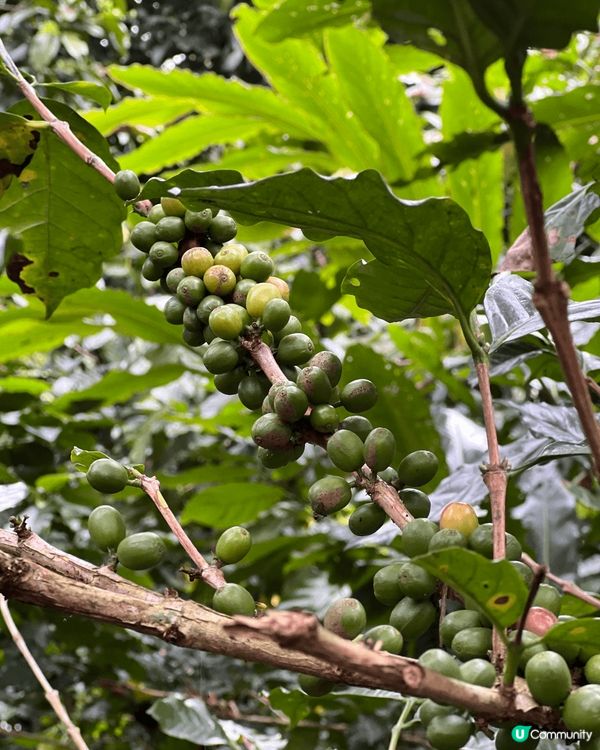 喺烏布森林享受住峇里島特產貓屎咖啡，完全係心靈療癒之旅
