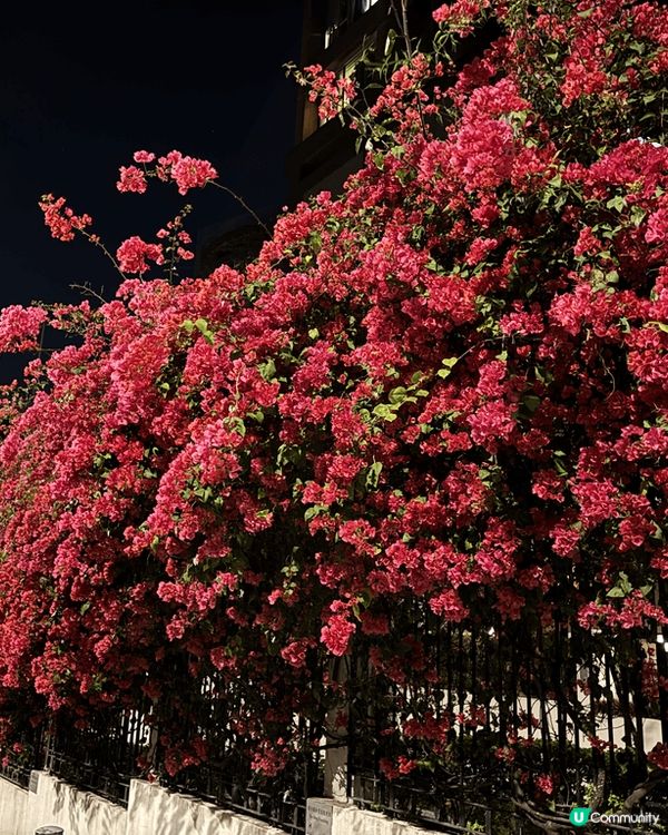今日介紹赤柱馬坑公園商場，另外就係改用公園古老大街，另外就係...