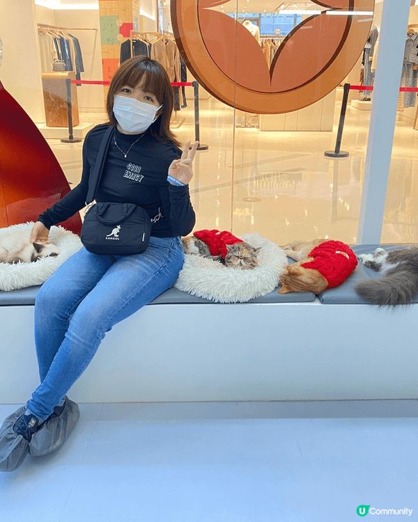 前海萬象 超能貓空間, 真係好多貓貓, 愛貓人士一定不會失望...
