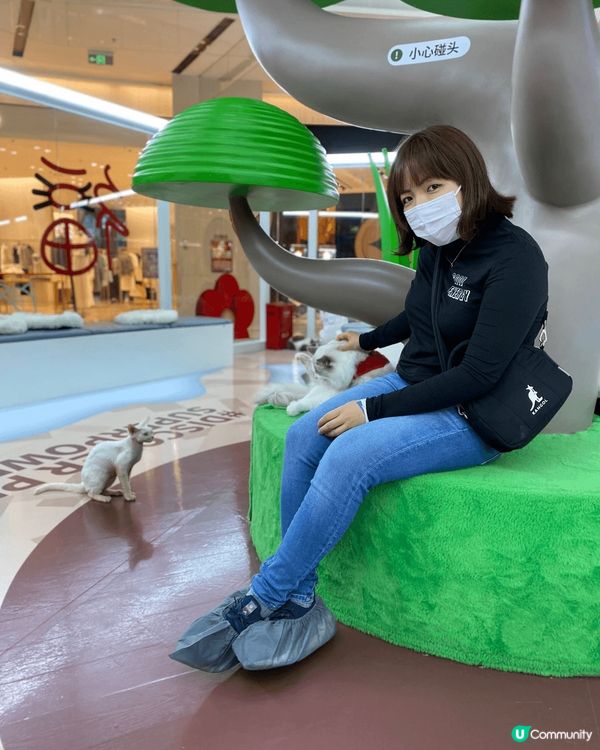 前海萬象 超能貓空間, 真係好多貓貓, 愛貓人士一定不會失望...