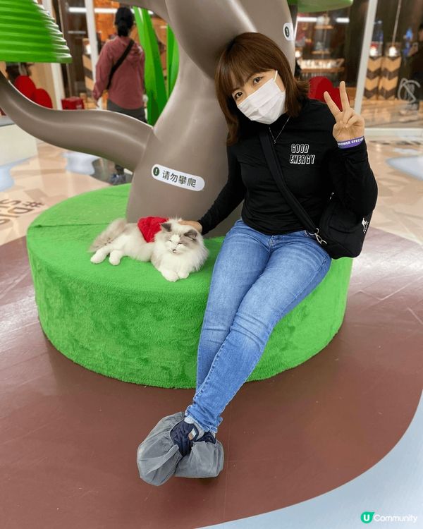 前海萬象 超能貓空間, 真係好多貓貓, 愛貓人士一定不會失望...