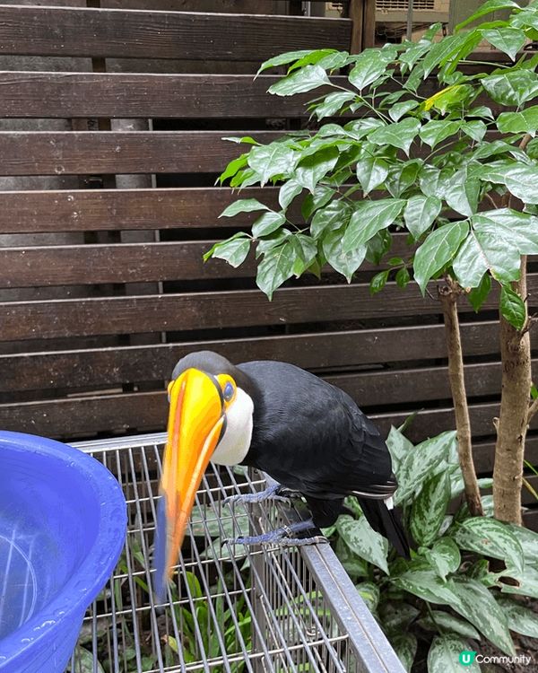 大家好，圖中的一杯是黑咖啡，名字已記不起了，是我多年前去台灣...