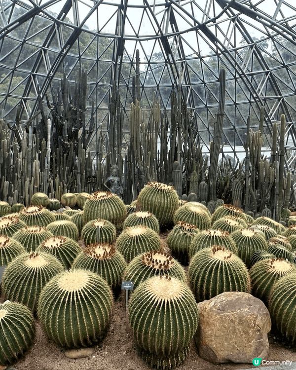 深圳仙湖植物園，近蓮塘口岸方便到達，有一個仙人掌欣賞區，內有...