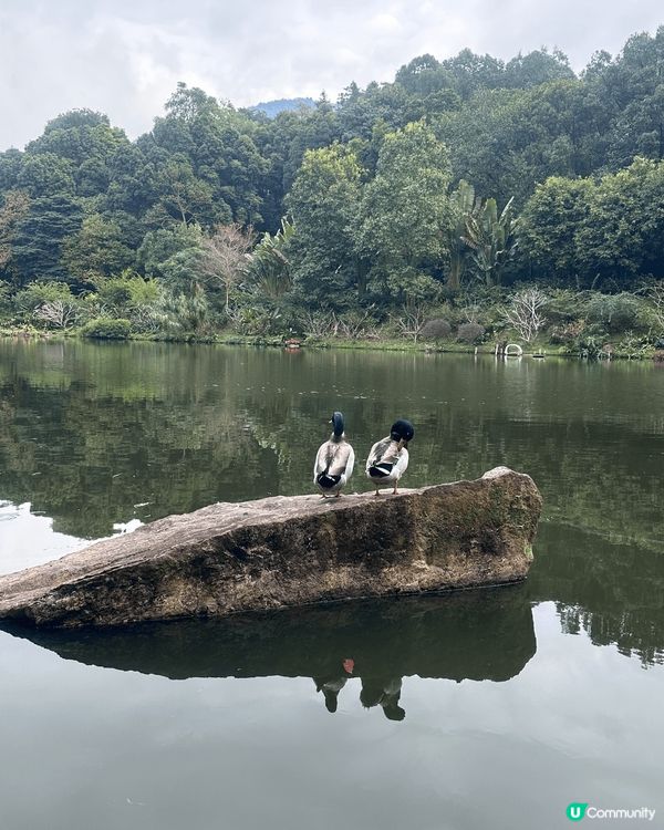 深圳仙湖植物園，近蓮塘口岸方便到達，有一個仙人掌欣賞區，內有...