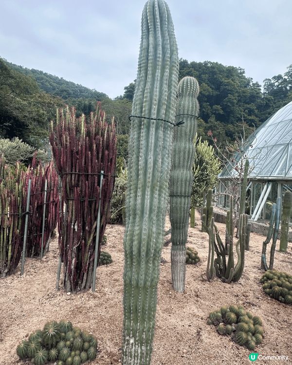 深圳仙湖植物園，近蓮塘口岸方便到達，有一個仙人掌欣賞區，內有...