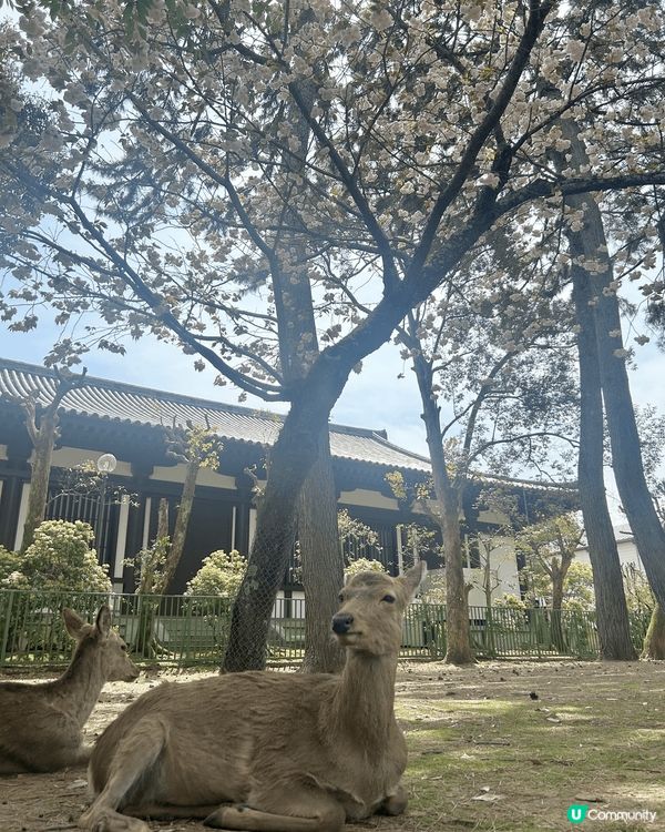 Disneyland - 門口大花花logo