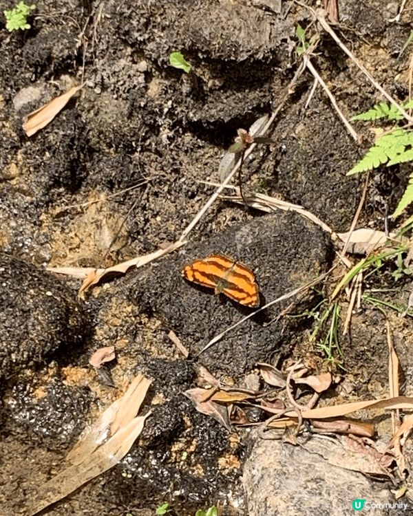 星期日的天氣及氣溫非常適合去郊遊，所以同朋友一起去大嶼山郊遊...