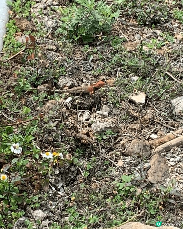 星期日的天氣及氣溫非常適合去郊遊，所以同朋友一起去大嶼山郊遊...