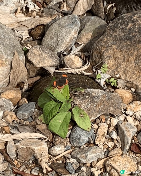 星期日的天氣及氣溫非常適合去郊遊，所以同朋友一起去大嶼山郊遊...