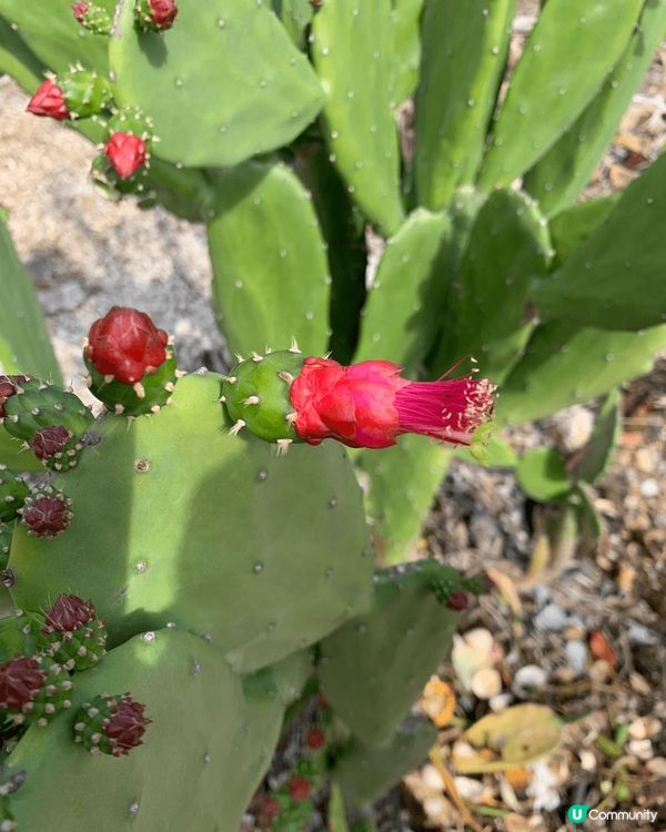 星期日的天氣及氣溫非常適合去郊遊，所以同朋友一起去大嶼山郊遊...