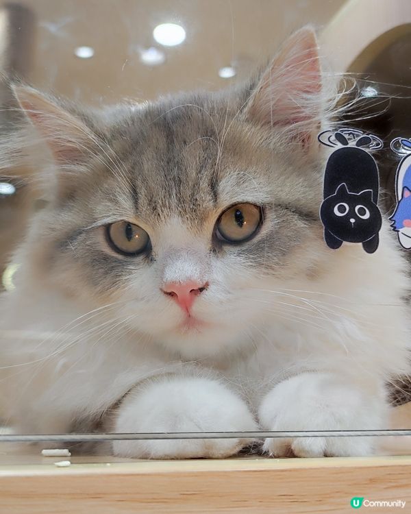 💫深圳坂田萬科廣場✨