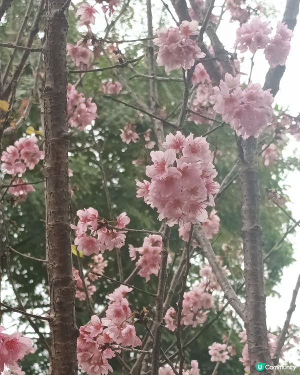 🍀🌸大埔海濱公園睇櫻花：香水櫻🌸😊