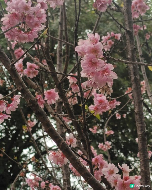 🍀🌸大埔海濱公園睇櫻花：香水櫻🌸😊