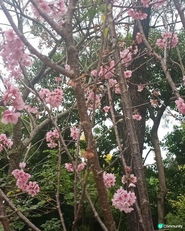 🍀🌸大埔海濱公園睇櫻花：香水櫻🌸😊