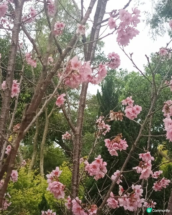 🍀🌸大埔海濱公園睇櫻花：香水櫻🌸😊