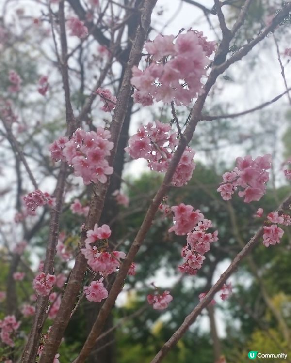 🍀🌸大埔海濱公園睇櫻花：香水櫻🌸😊