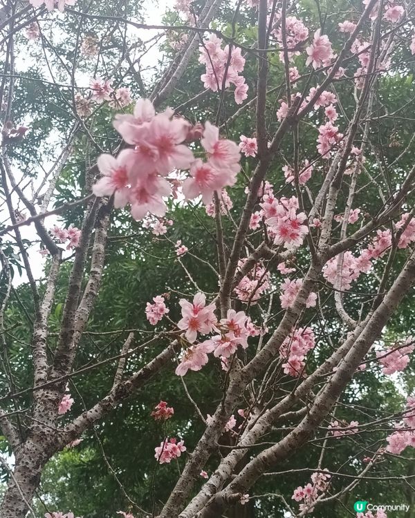 🍀🌸大埔海濱公園睇櫻花：香水櫻🌸😊