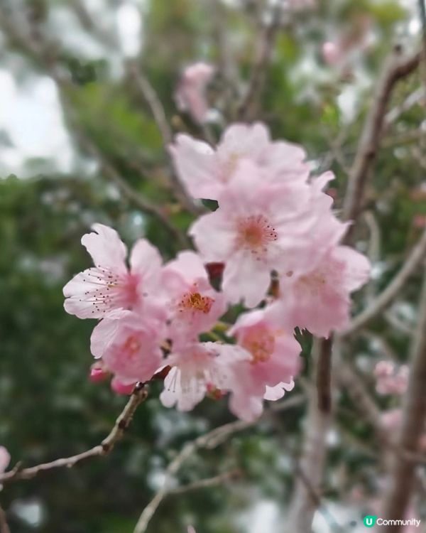 🍀🌸大埔海濱公園睇櫻花：香水櫻🌸😊