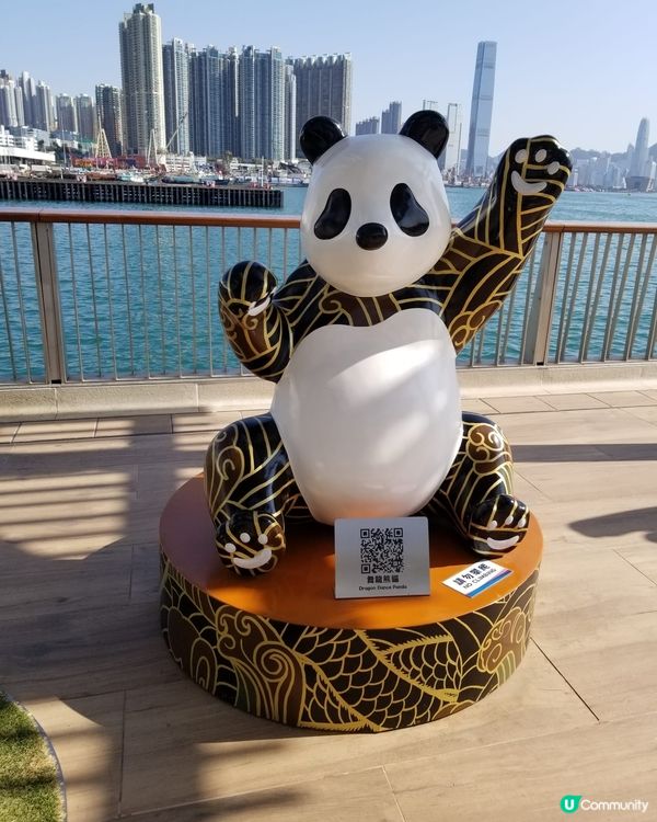 12隻熊貓在海濱