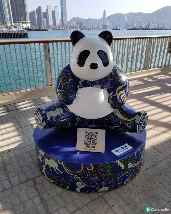 12隻熊貓在海濱