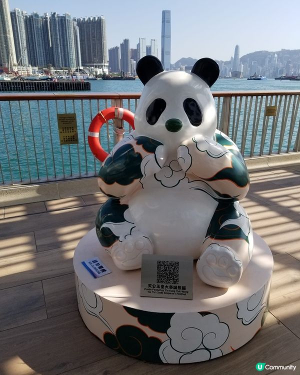 12隻熊貓在海濱