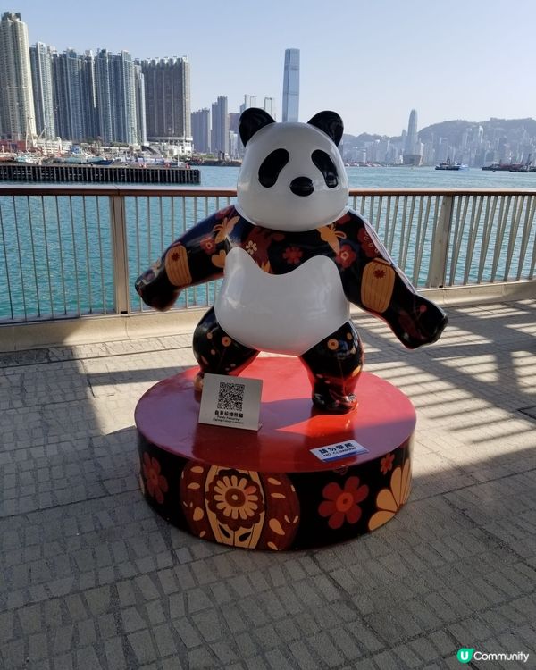 12隻熊貓在海濱