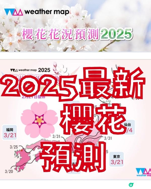 🌸 2025🇯🇵櫻花最新開花預測更新!🌸