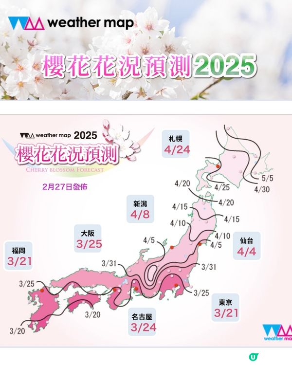 🌸 2025🇯🇵櫻花最新開花預測更新!🌸