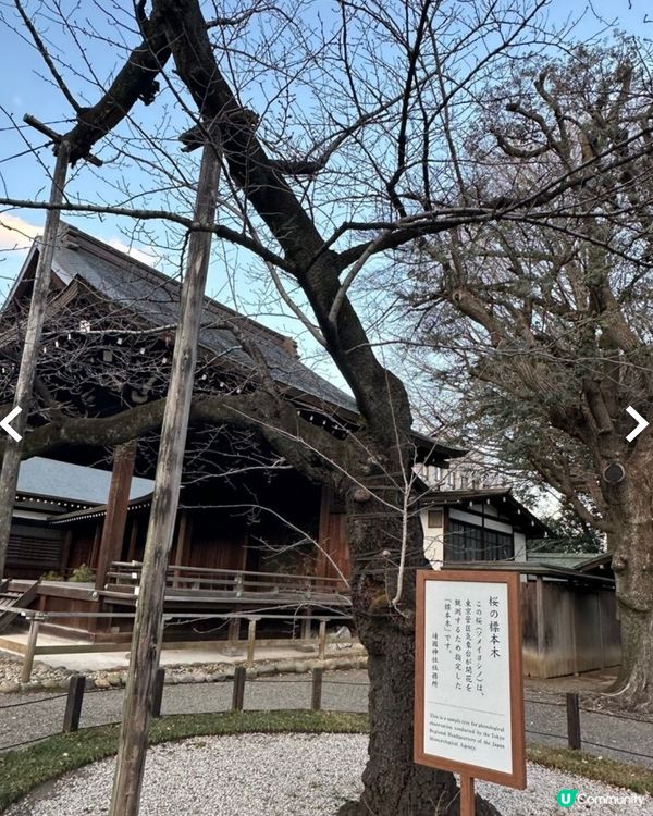 🌸 2025🇯🇵櫻花最新開花預測更新!🌸